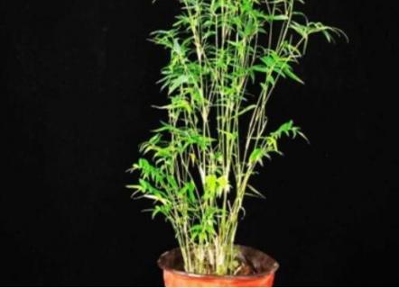 米竹怎么养才能更旺盛 米竹怎么养才能更旺盛呢