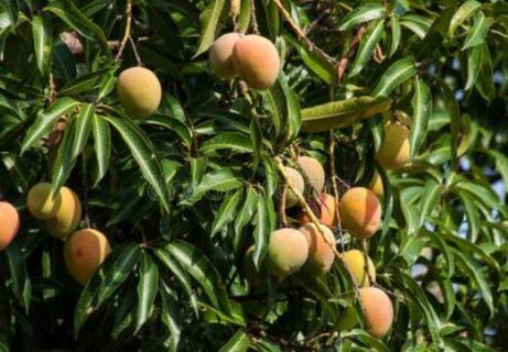 芒果树几年能结果 芒果树几年能结果一次
