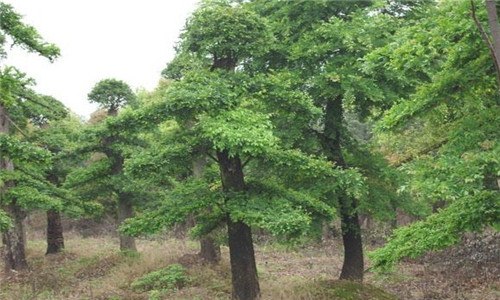 植物的根瘤有什么作用 植物的根瘤有什么作用?