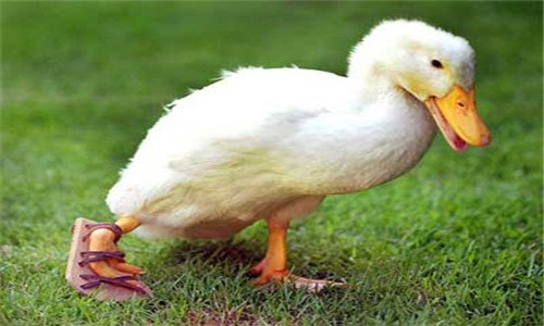 鸭子属于什么类动物 鸭子属于什么类动物图片