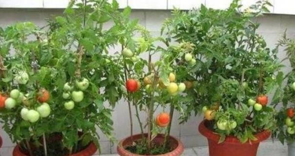 盆栽番茄一盆种几颗 盆栽番茄一盆种几颗好