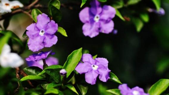 紫茉莉和夜来香是一种花吗 夜来香和紫茉莉是同一种花吗?