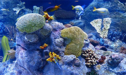 珊瑚是植物吗 珊瑚是植物吗图片