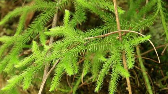 石松是什么植物（石松是什么植物门）