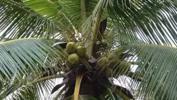 椰子树是常绿树吗（椰子树是常绿树吗还是落叶）