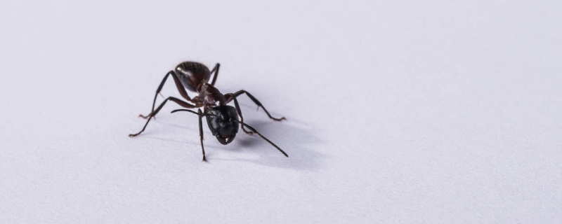 蚂蚁怕什么（蚂蚁怕什么东西房间里有蚂蚁）