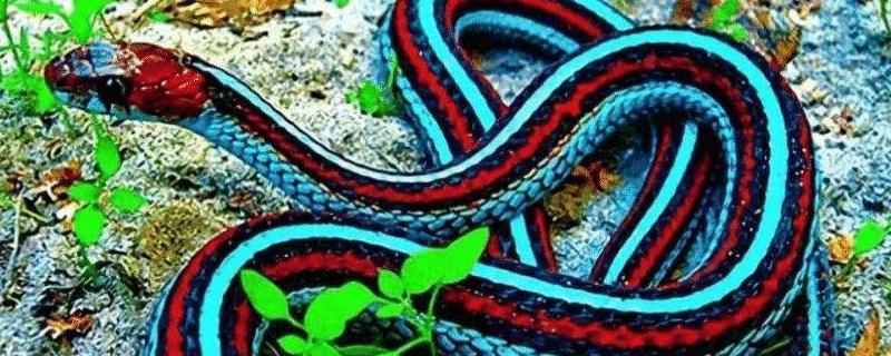 蓝长腺珊瑚蛇有毒吗，以什么为食（蓝长腺珊瑚蛇和红头环蛇）