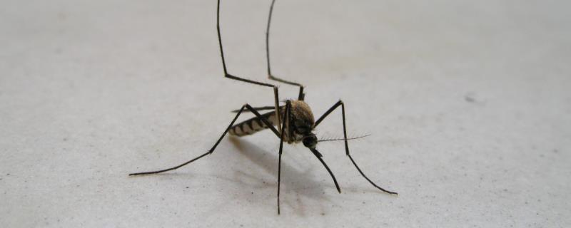 蚊子如何过冬，附蚊子的生活习性（蚊子怎样越冬）