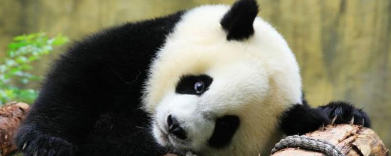 大熊猫咬人吗，大熊猫吃什么 野生大熊猫会咬人吗