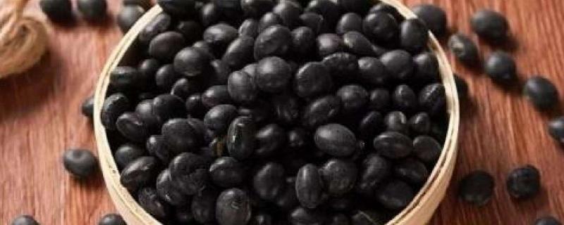 黑豆和黑芸豆的区别 黑豆和黑芸豆的区别在哪?