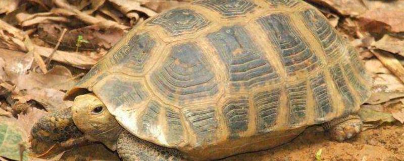缅甸陆龟能长多大，主要分布在哪里 缅甸陆龟生长速度