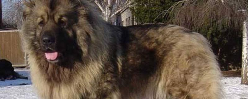 高加索犬和藏獒比起来哪个厉害 高加索犬和藏獒比起来哪个厉害一点