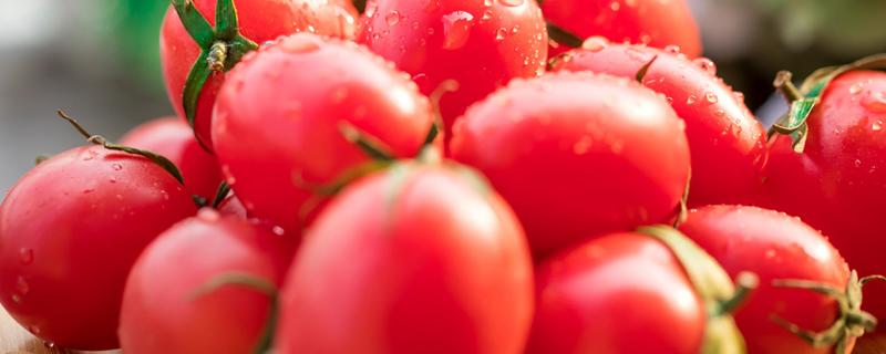 小番茄种植技术和管理技术 番茄的种植技术与管理