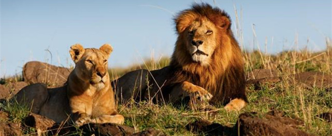狮群的狩猎主要是由雄狮来完成的吗 狮群的狩猎主要由雄狮来完成的吗?
