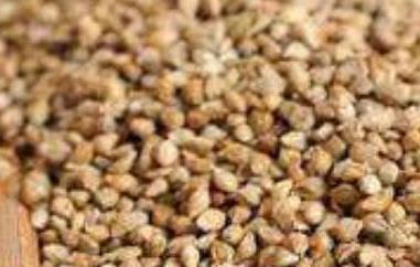 稗子米的营养价值 稗子有什么营养