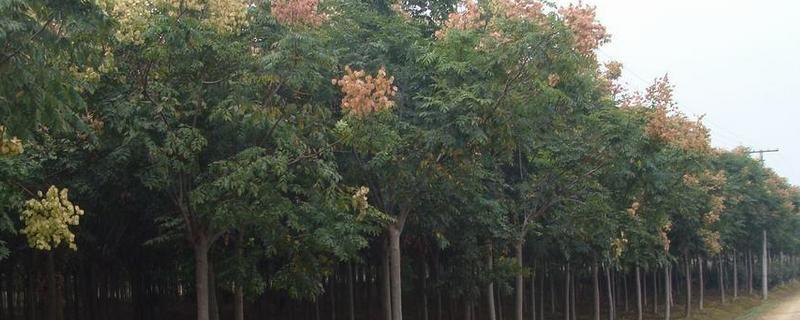 黄山栾树是常绿还是落叶树种 黄山栾树是常绿树还是落叶树