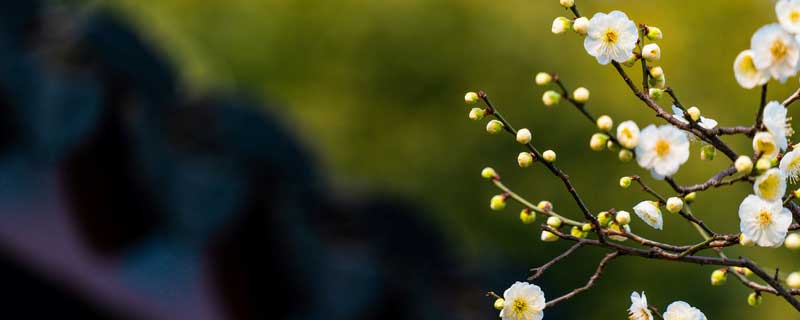 淘米水能浇花吗 淘米水能浇花吗?有没营养?