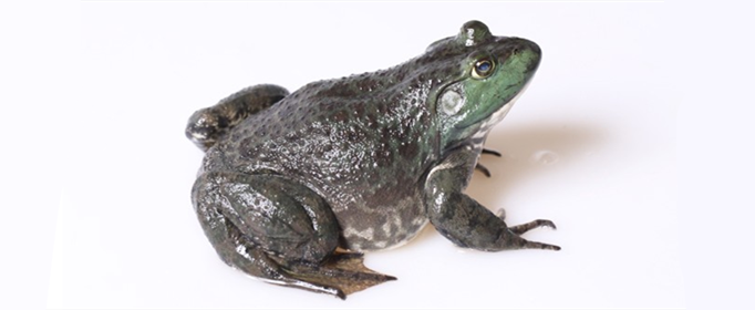 牛蛙的肤色为什么会改变 青蛙的肤色会变化吗