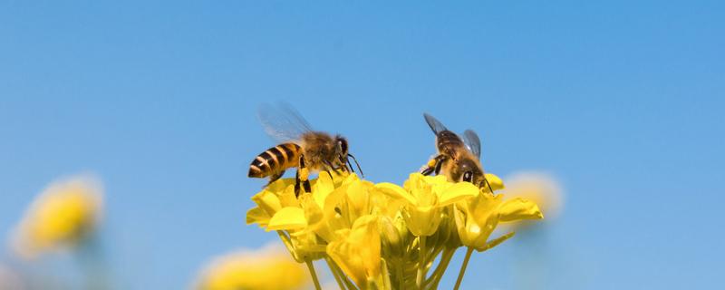 被蜜蜂蛰了怎么处理最简单 被蜜蜂蛰了怎么处理方法