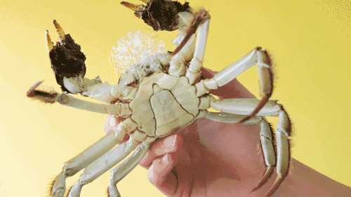 为什么螃蟹要吐沫 螃蟹为什么要吐泡沫