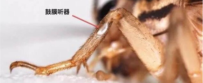 蟋蟀的“耳朵”为什么长在脚上？