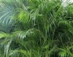 散尾葵和凤尾竹的区别 散尾葵和凤尾竹的区别是什么