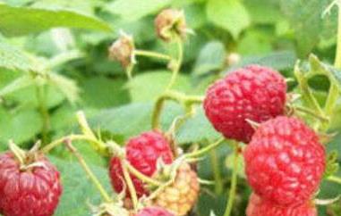 红树莓的功效与作用 红树莓的功效与作用及食用方法