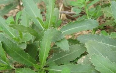 刺儿菜怎么吃（刺儿菜怎么吃治流鼻血）