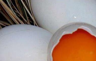女性长期吃鹅蛋的好处与坏处 女性常吃鹅蛋的好处