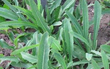 杀死癌细胞最狠的野菜（杀死癌细胞最狠的野菜白蒿）