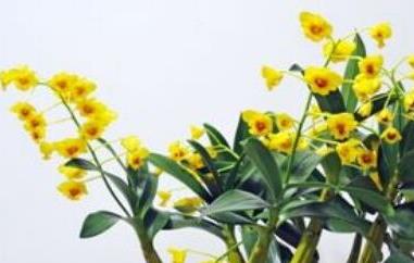 鼓槌石斛怎么养才开花（鼓槌石斛怎么养才开花好）