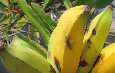 牛角蕉和香蕉区别 牛角蕉和香蕉区别图片
