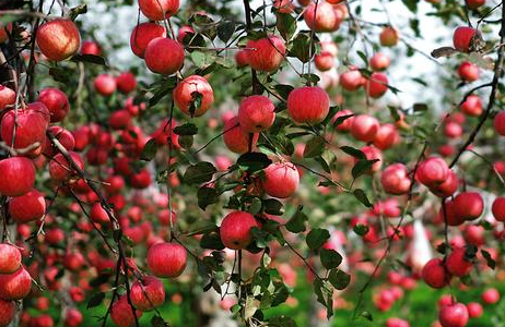 苹果园如何浇灌封冻水，需要注意些什么