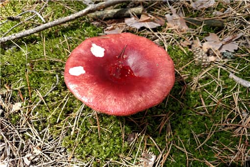 亚稀褶红菇是什么东西 亚细褶红菇