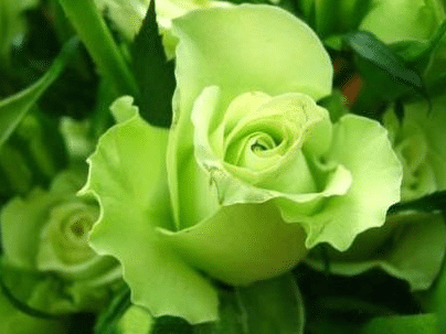 绿色玫瑰的花语是什么，有什么寓意（绿色玫瑰的花语是什么?）