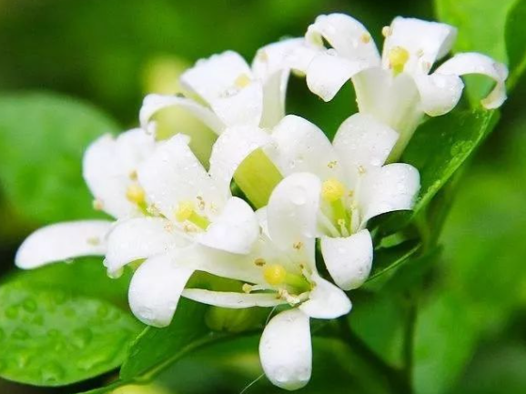 夜来香花香有毒吗，如何进行栽培（夜来香种在室外有毒吗）