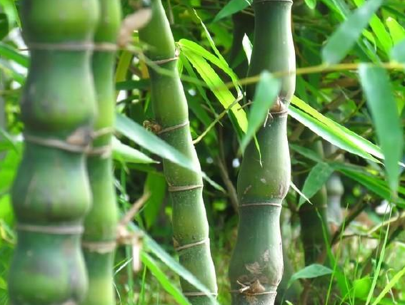 值钱的竹子有什么，名贵竹子排名 什么样的竹子值钱