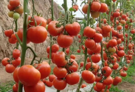 番茄枯萎病症状什么样，怎么治疗 如何防治番茄的枯萎病