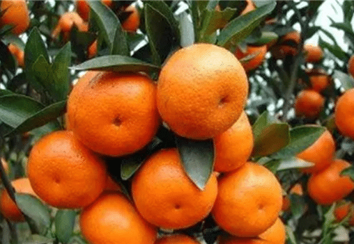 新栽柑橘幼苗怎么施肥 需要注意些什么