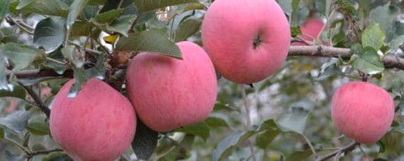 苹果种植过程介绍