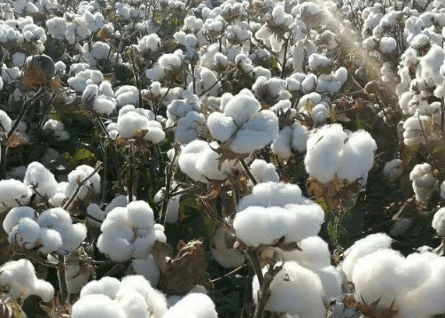 2021年夏直播棉生产技术指导意见，棉花应该好养吗，怎么养殖
