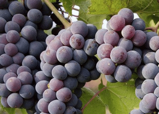 巨峰葡萄的冬季管理技巧 巨峰葡萄种植方法总结