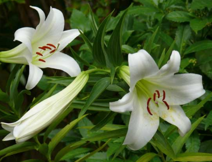 百合夏天需要遮阴吗 百合花种植方法总结