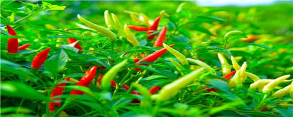 辣椒的主要病虫害有哪些