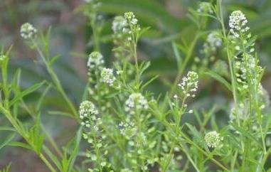 独行菜和臭独行菜的区别（独行菜和臭独行菜的区别是什么）