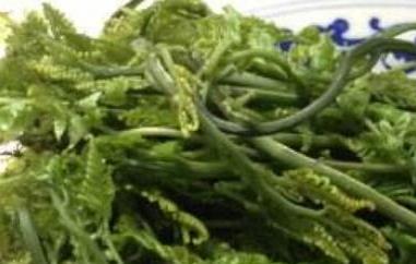 水蕨菜的营养价值 蕨菜有哪些营养价值