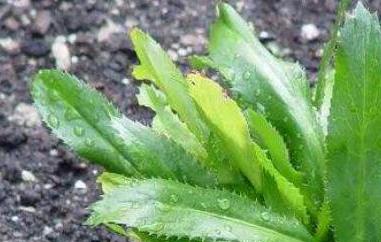 大芫荽和香菜的区别 大芫荽和芫荽的区别