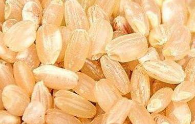 糙米的营养价值及功效 糙米的营养价值及功效 m.由来.cn