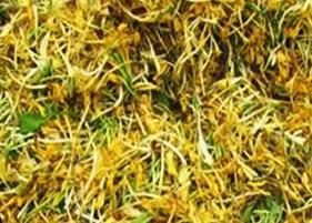 预防感冒的花茶有哪些 预防感冒的花茶有哪些品种