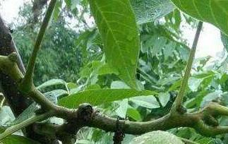 山核桃根的功效与作用（山核桃根的功效与作用禁忌）